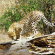 Cheetah at the Serengeti National Park
